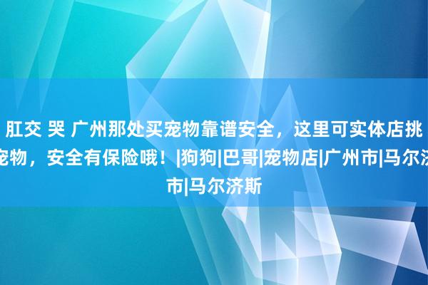 肛交 哭 广州那处买宠物靠谱安全，这里可实体店挑选宠物，安全有保险哦！|狗狗|巴哥|宠物店|广州市|马尔济斯